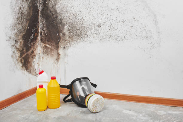 Best Residential Mold Remediation in Hawthorne, NJ