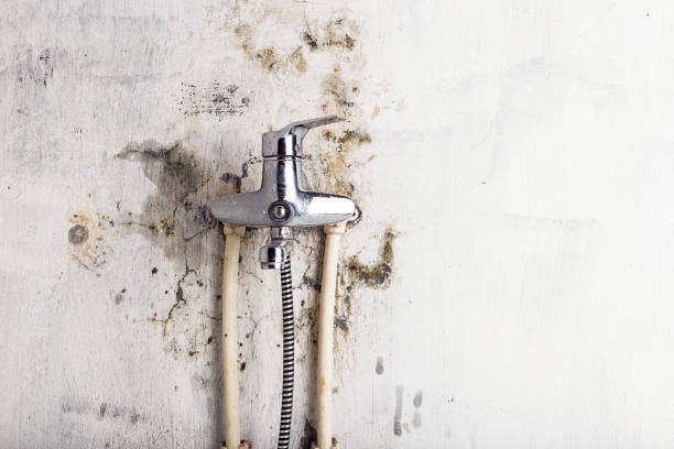 Best Insurance-Related Mold Remediation in Hawthorne, NJ