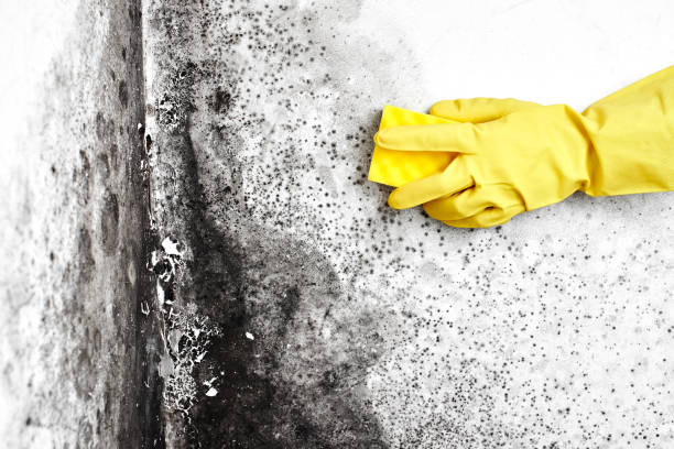 Best Basement Mold Remediation in Hawthorne, NJ