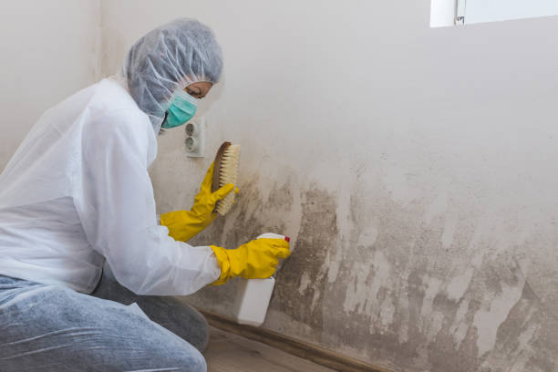 Best Basement Mold Remediation in Hawthorne, NJ