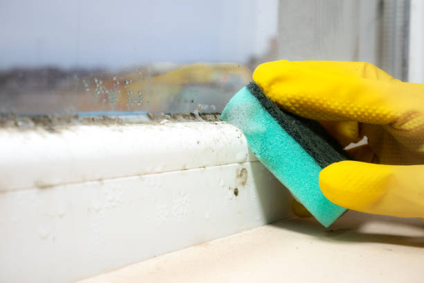 Best Emergency Mold Remediation in Hawthorne, NJ