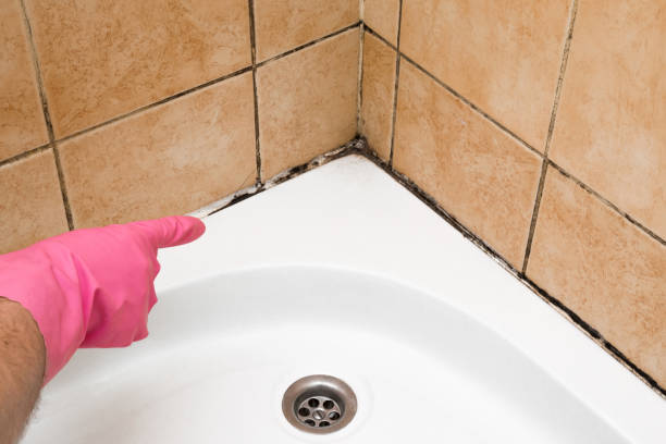 Best White Mold Remediation in Hawthorne, NJ