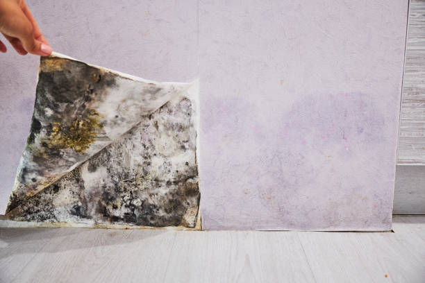 Best Residential Mold Remediation in Hawthorne, NJ